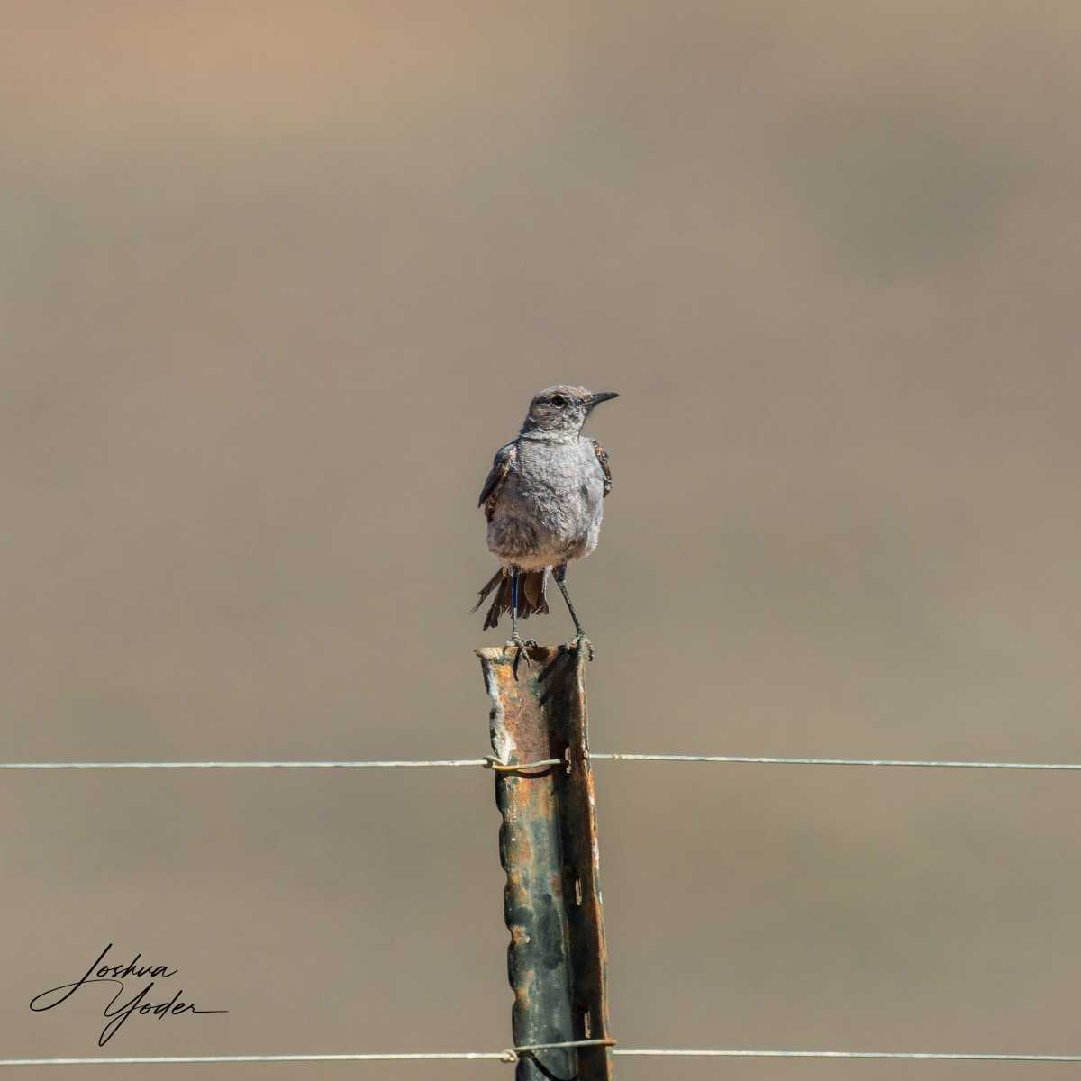 SAF2504Westerncape10th-DxO_DeepPRIME-3social-media