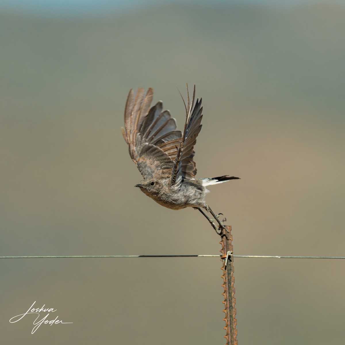 SAF2608Westerncape10th-DxO_DeepPRIME-3social-media