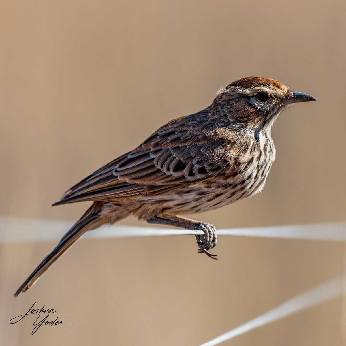 SAF2362Westerncape10th-DxO_DeepPRIME-3social-media