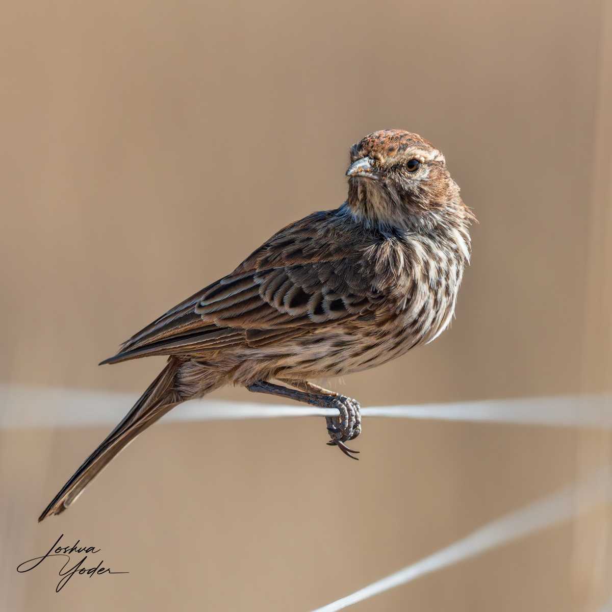 SAF2365Westerncape10th-DxO_DeepPRIME-3social-media