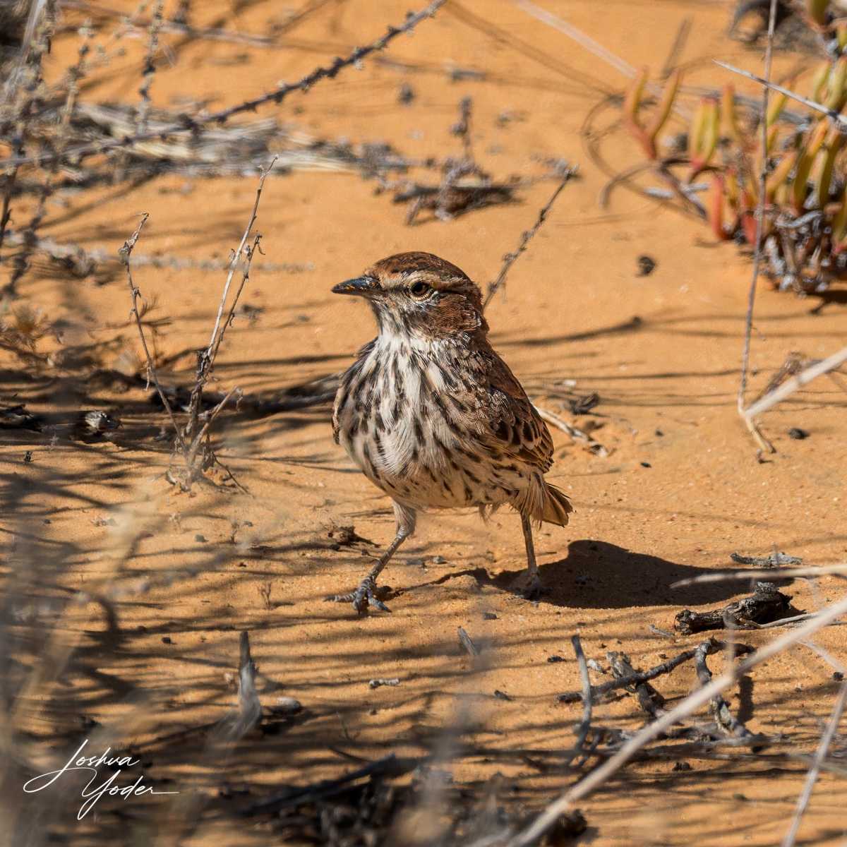 SAF2474Westerncape10th-DxO_DeepPRIME-3-Editsocial-media-copy-2