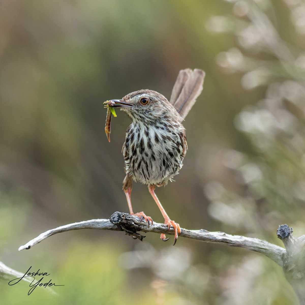 SAF0925Capetown8th-DxO_DeepPRIME-3social-media