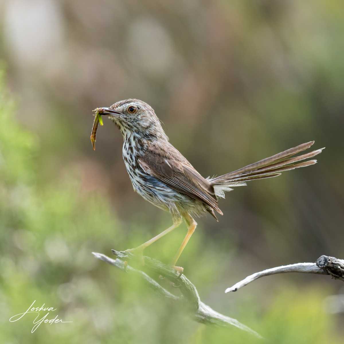 SAF0944Capetown8th-DxO_DeepPRIME-3social-media