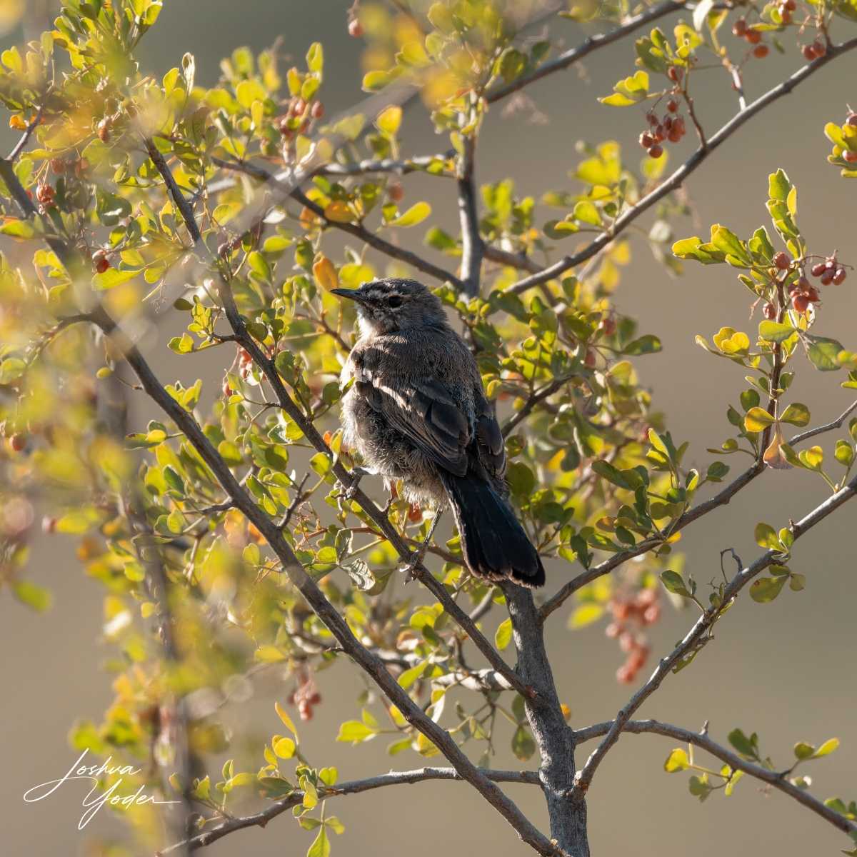 SAF1548Westerncape10th-DxO_DeepPRIME-3social-media