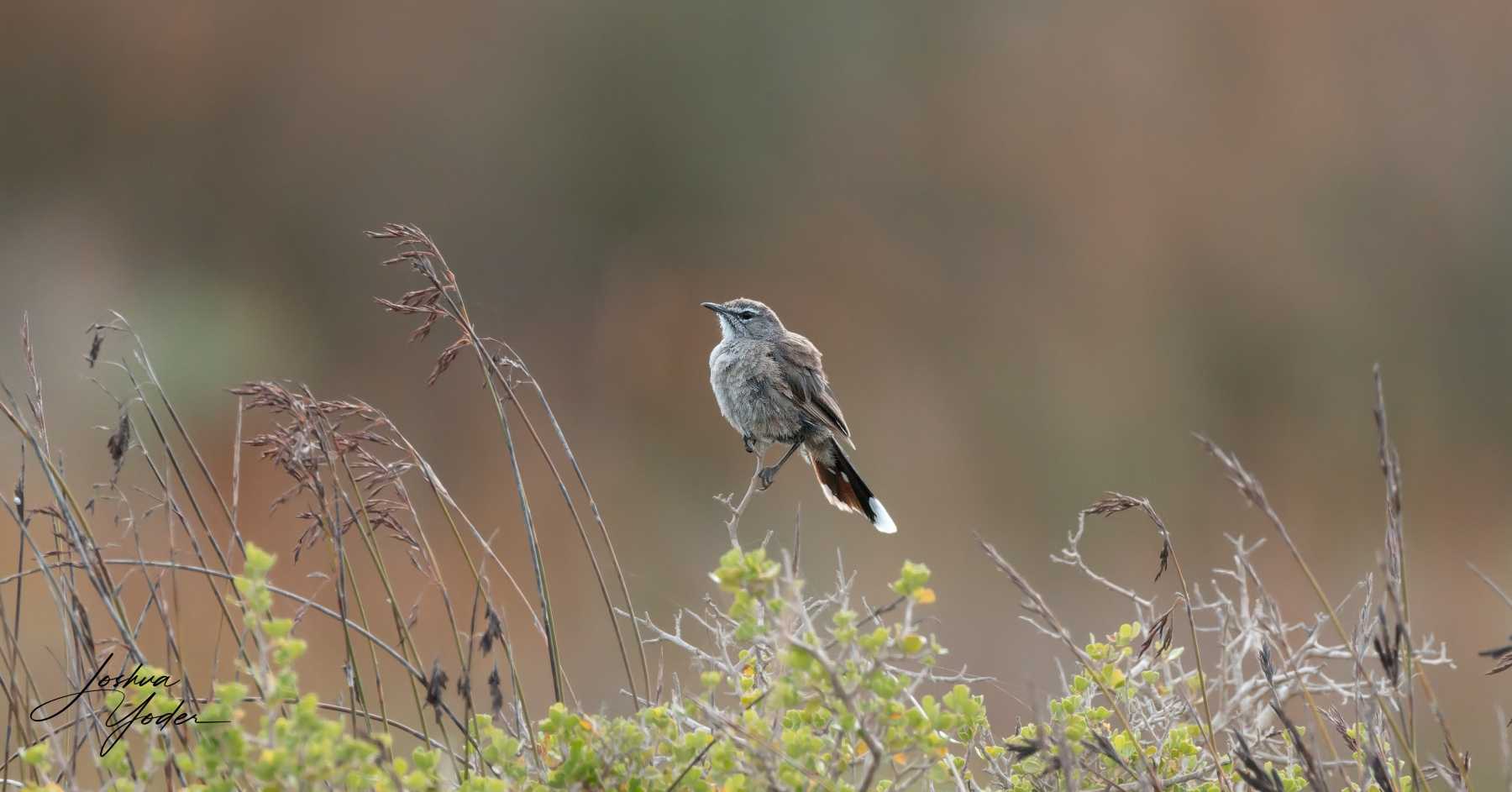 SAF8845Westerncape9th-DxO_DeepPRIME-3social-media