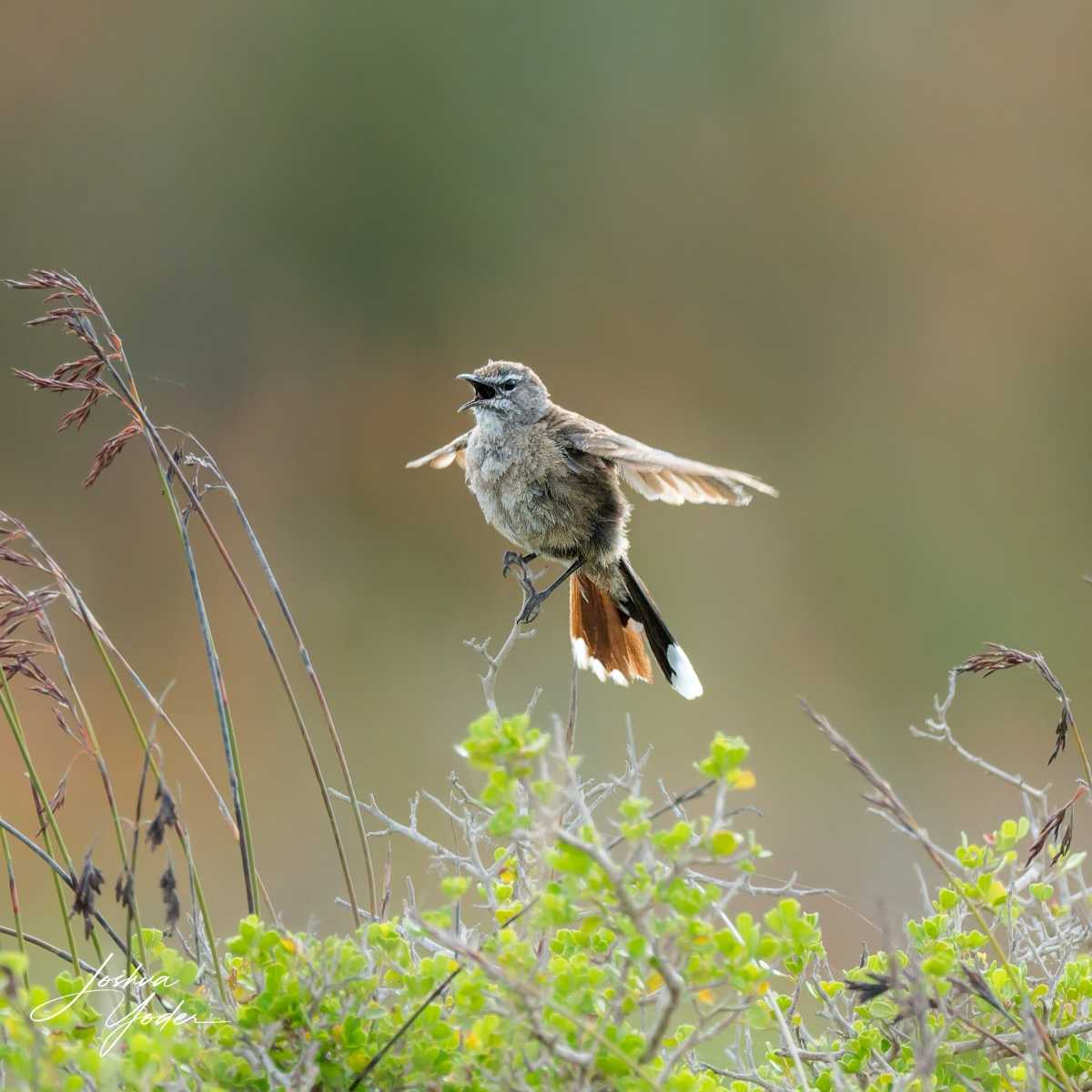 SAF8869Westerncape9th-DxO_DeepPRIME-3social-media