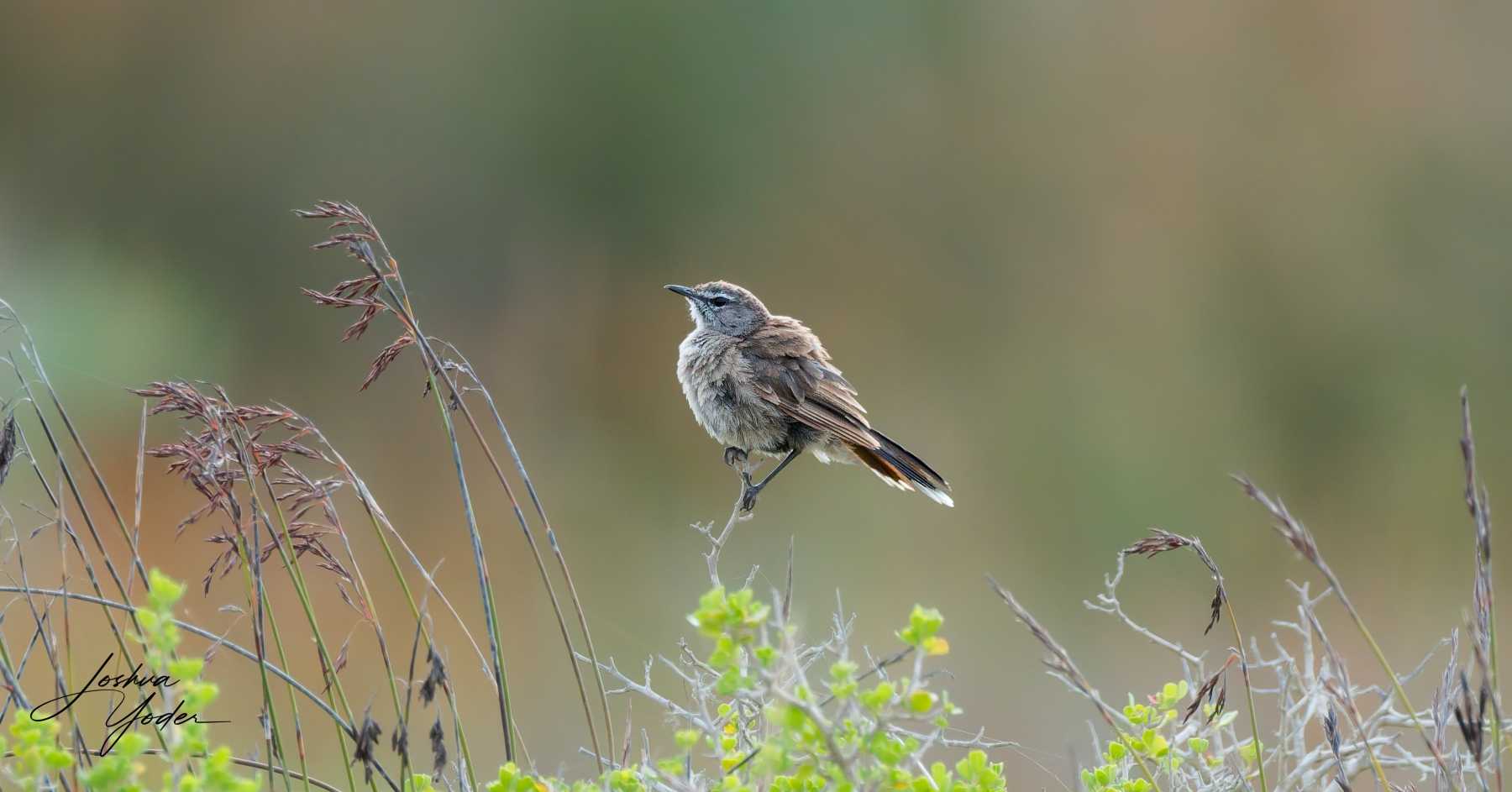 SAF8875Westerncape9th-DxO_DeepPRIME-3social-media-2