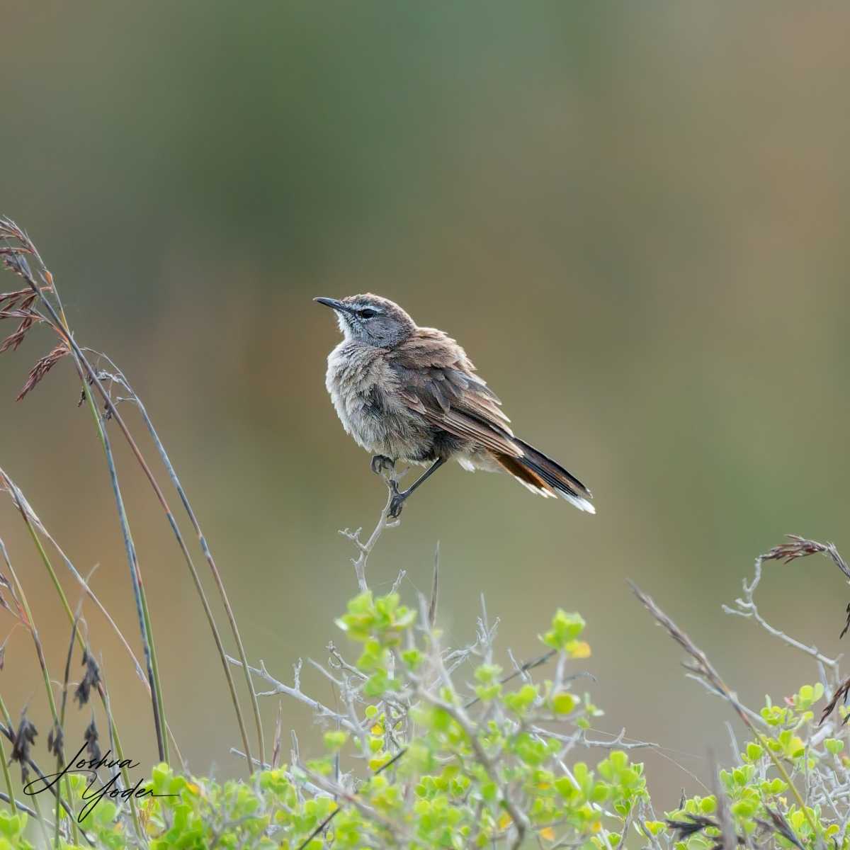 SAF8875Westerncape9th-DxO_DeepPRIME-3social-media