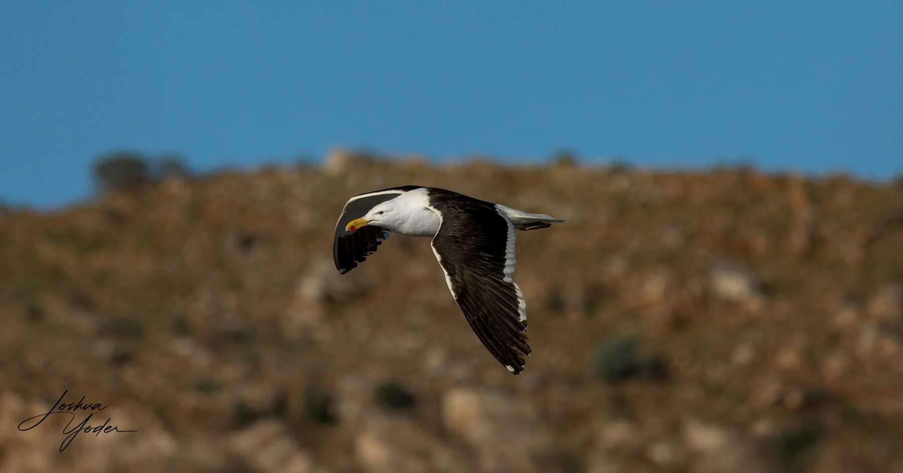 SAF0252-DxO_DeepPRIME-3-Editsocial-media