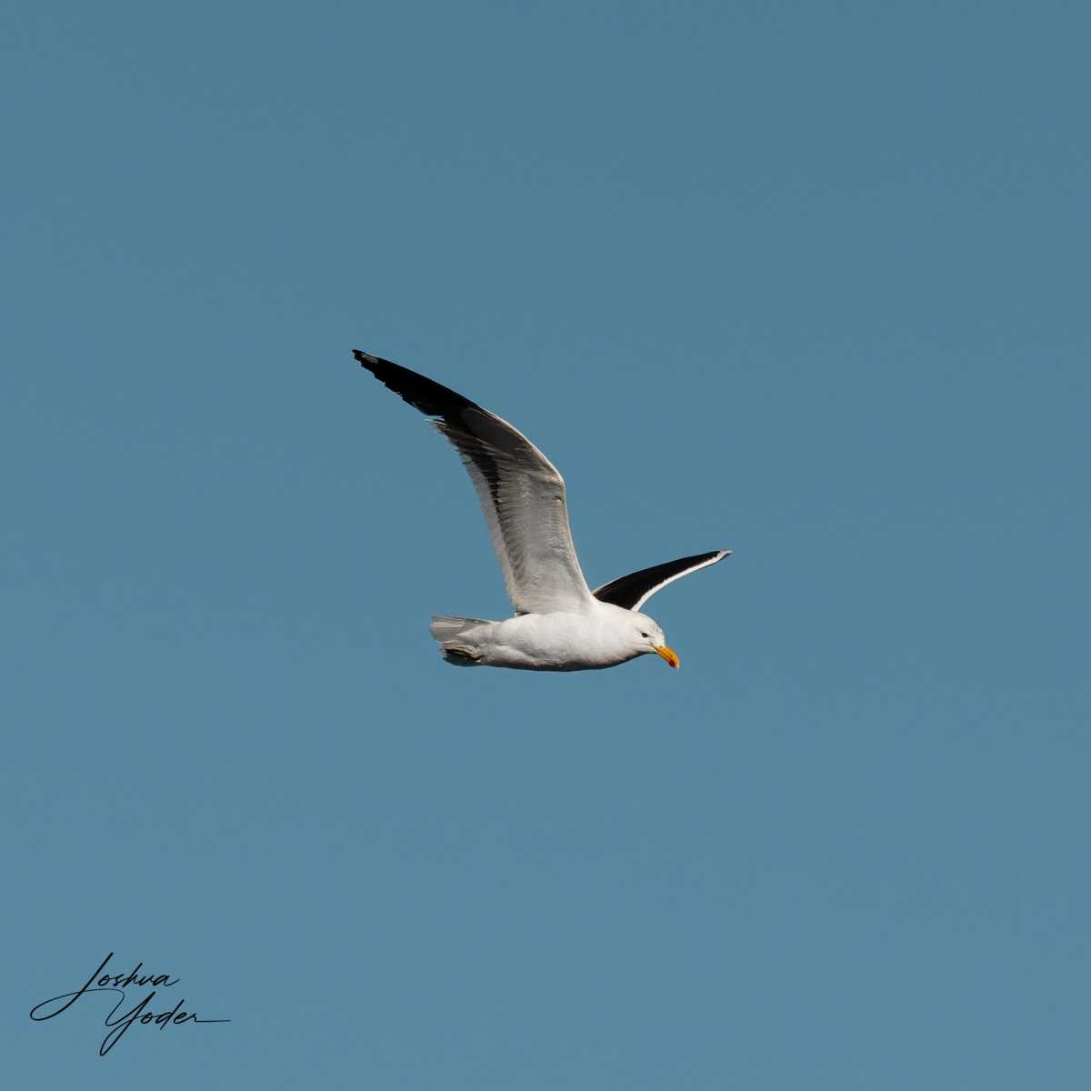 SAF0272-DxO_DeepPRIME-3social-media