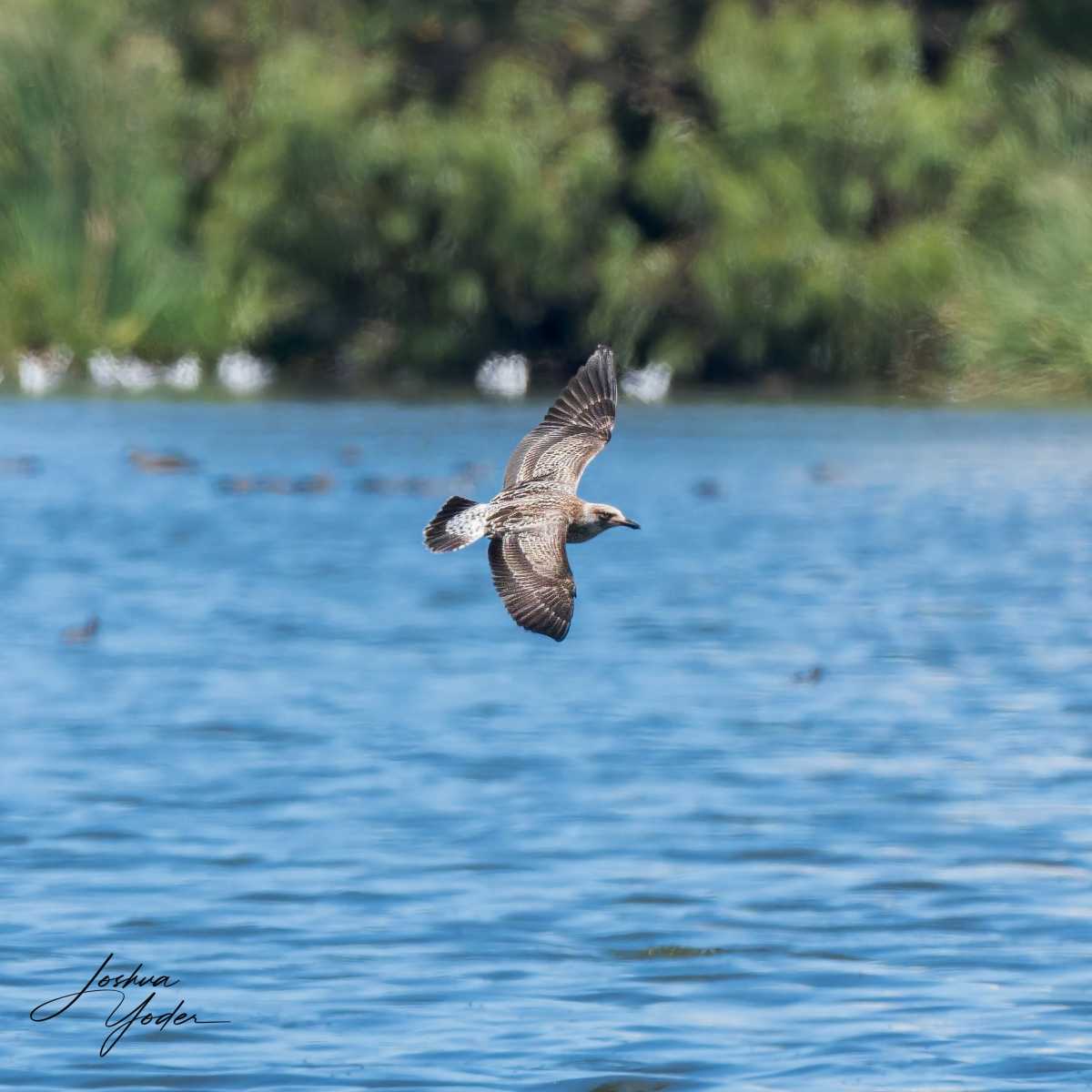 SAF5125Capetown7th-DxO_DeepPRIME-3social-media