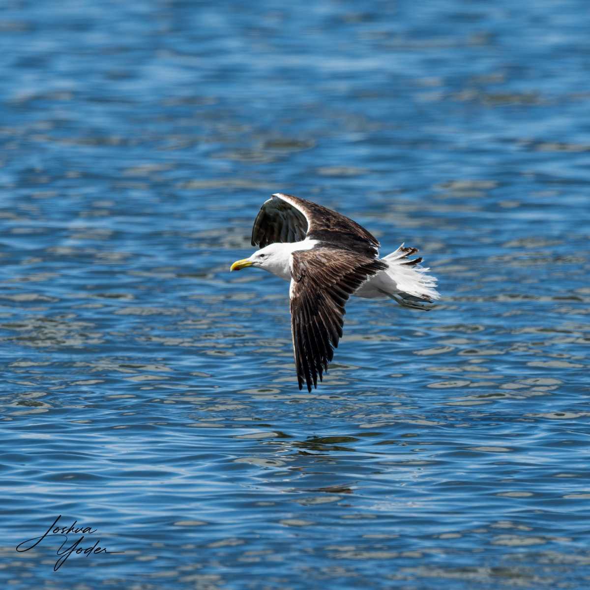 SAF7561Capetown7th-DxO_DeepPRIME-3social-media