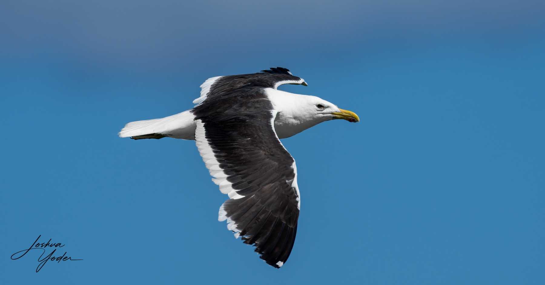 SAF7829Capetown7th-DxO_DeepPRIME-3-Editsocial-media