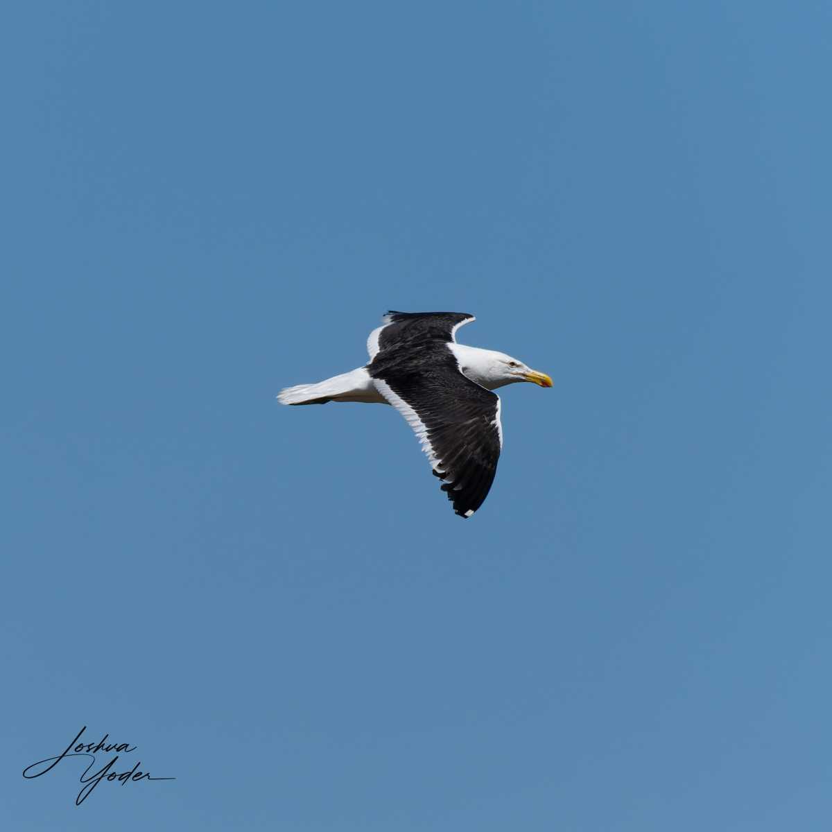 STA0364Capetown7th-DxO_DeepPRIME-3social-media