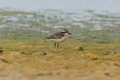 SAF8500Westerncape9th-DxO_DeepPRIME-3social-media