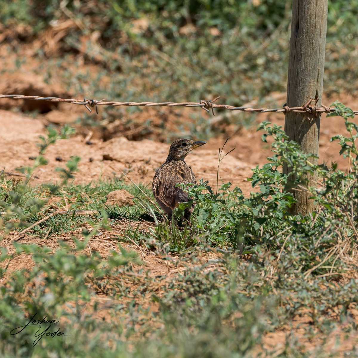 SAF0122Westerncape9th-DxO_DeepPRIME-3social-media