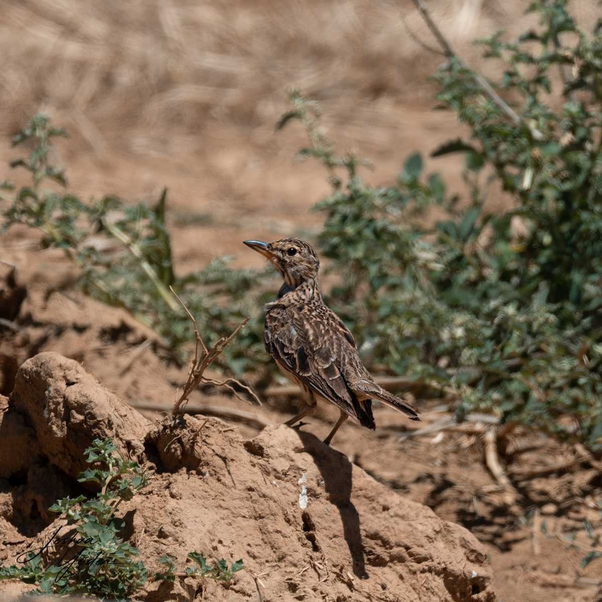 SAF0134Westerncape9th-DxO_DeepPRIME-3-Editsocial-media
