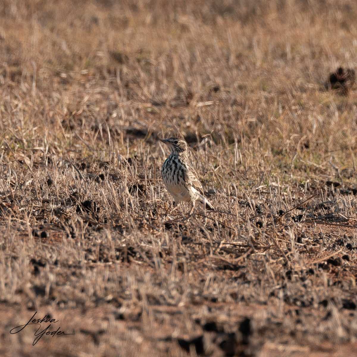 SAF5954Westerncape11th-DxO_DeepPRIME-3-Editsocial-media