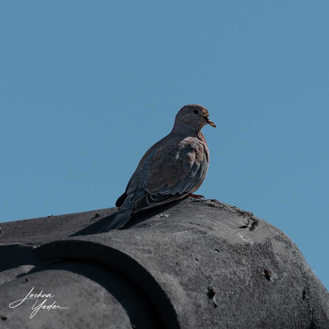 SAF0892Capetown6th-DxO_DeepPRIME-3