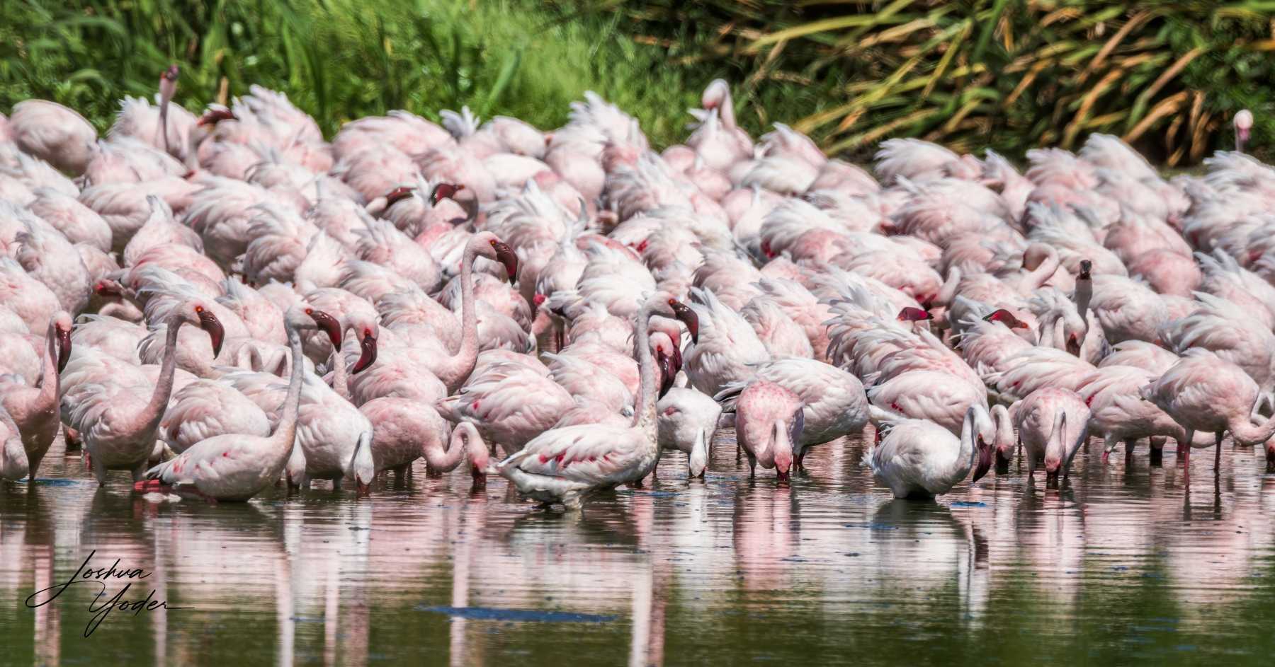 SAF6344Capetown7th-DxO_DeepPRIME-3social-media