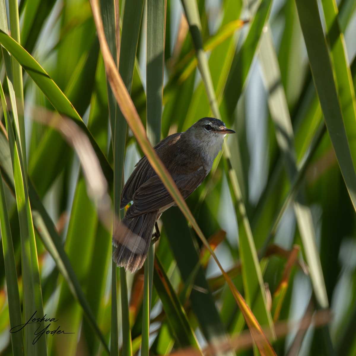 SAF8591Capetown7thsocial-media