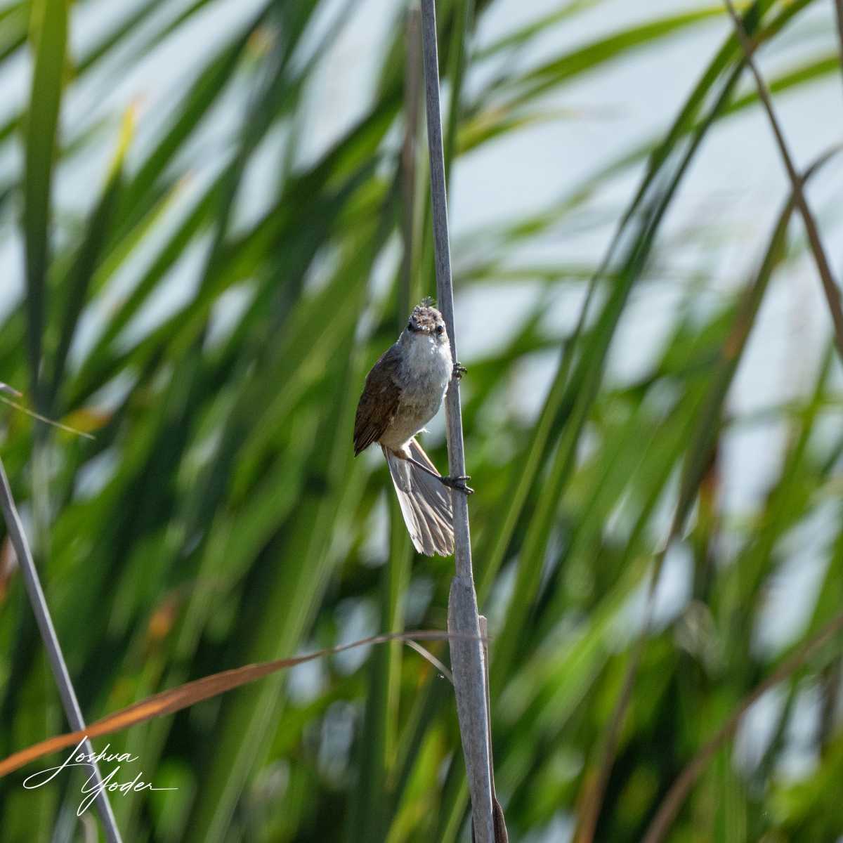 STA0541Capetown7thsocial-media