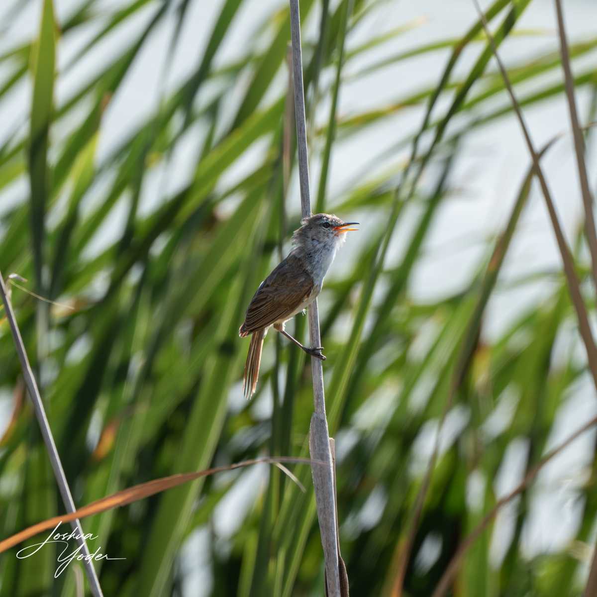 STA0548Capetown7thsocial-media