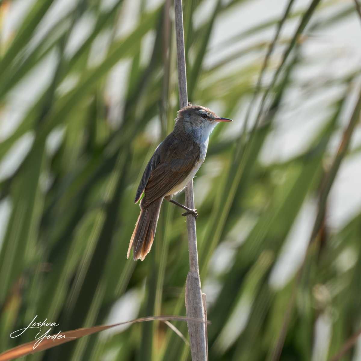 STA0559Capetown7thsocial-media