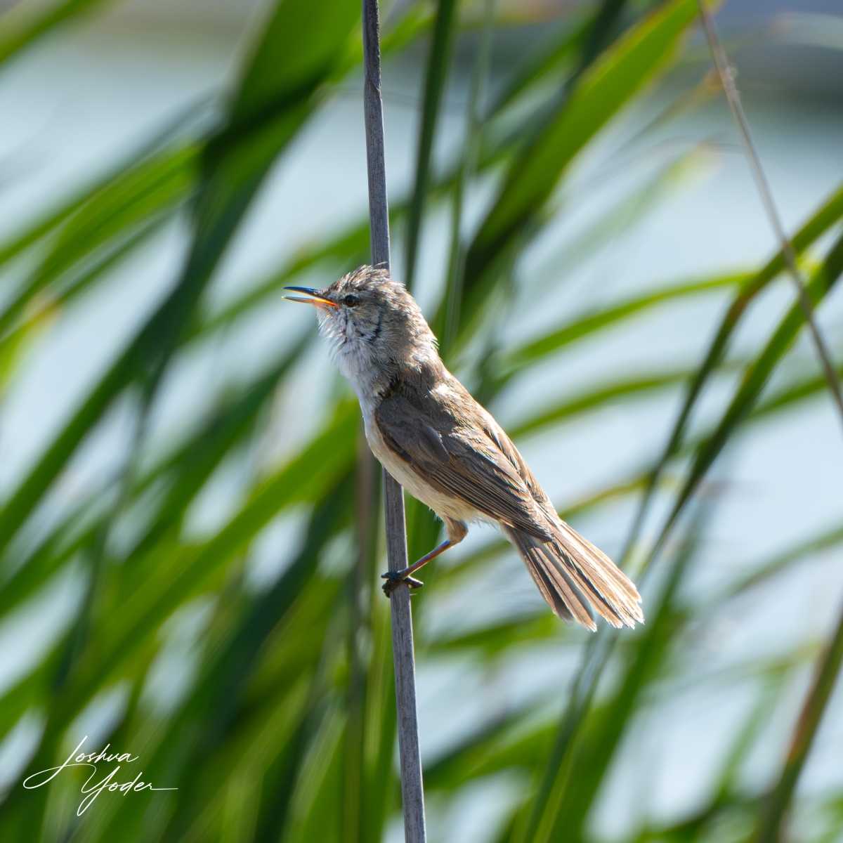 STA0566Capetown7thsocial-media