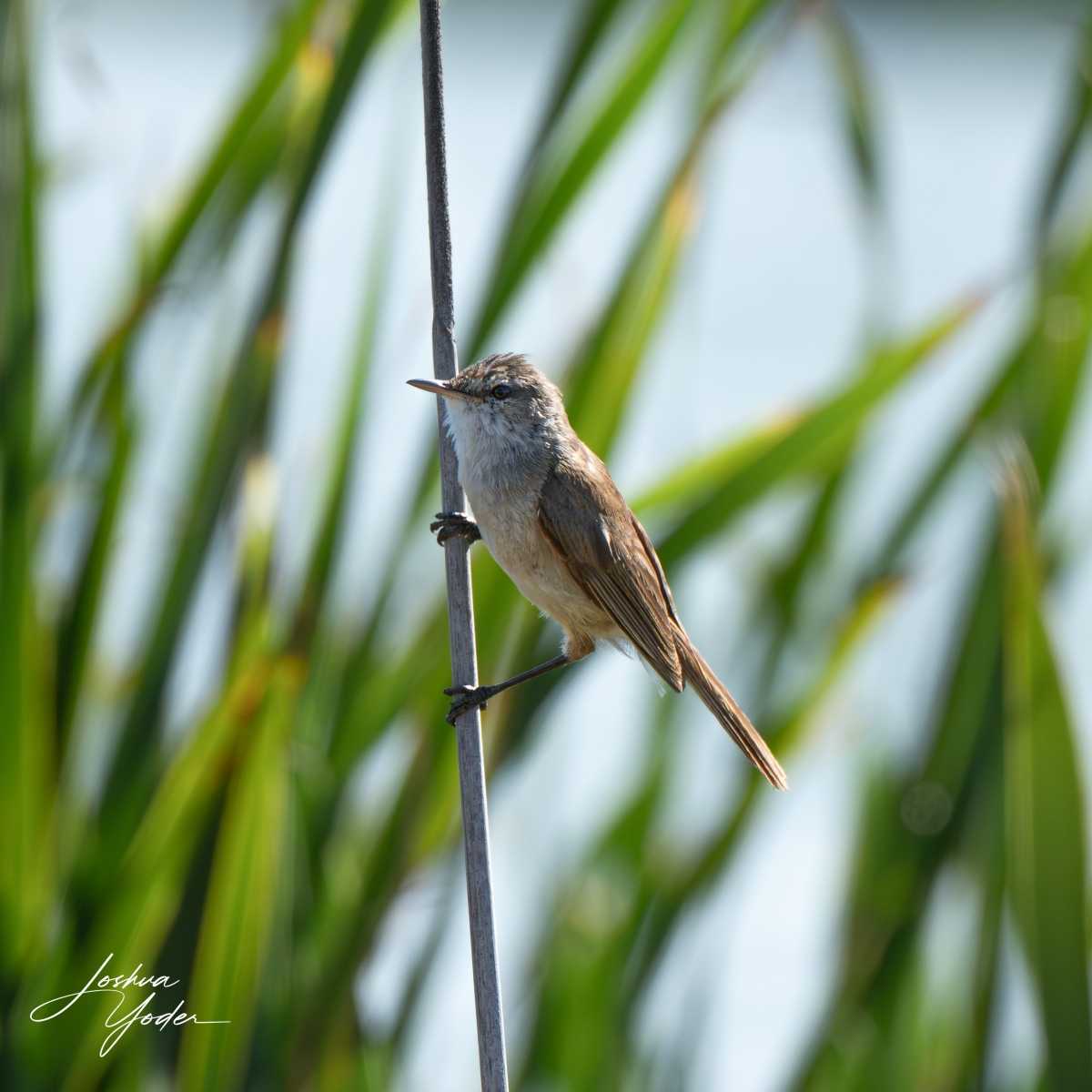 STA0590Capetown7thsocial-media