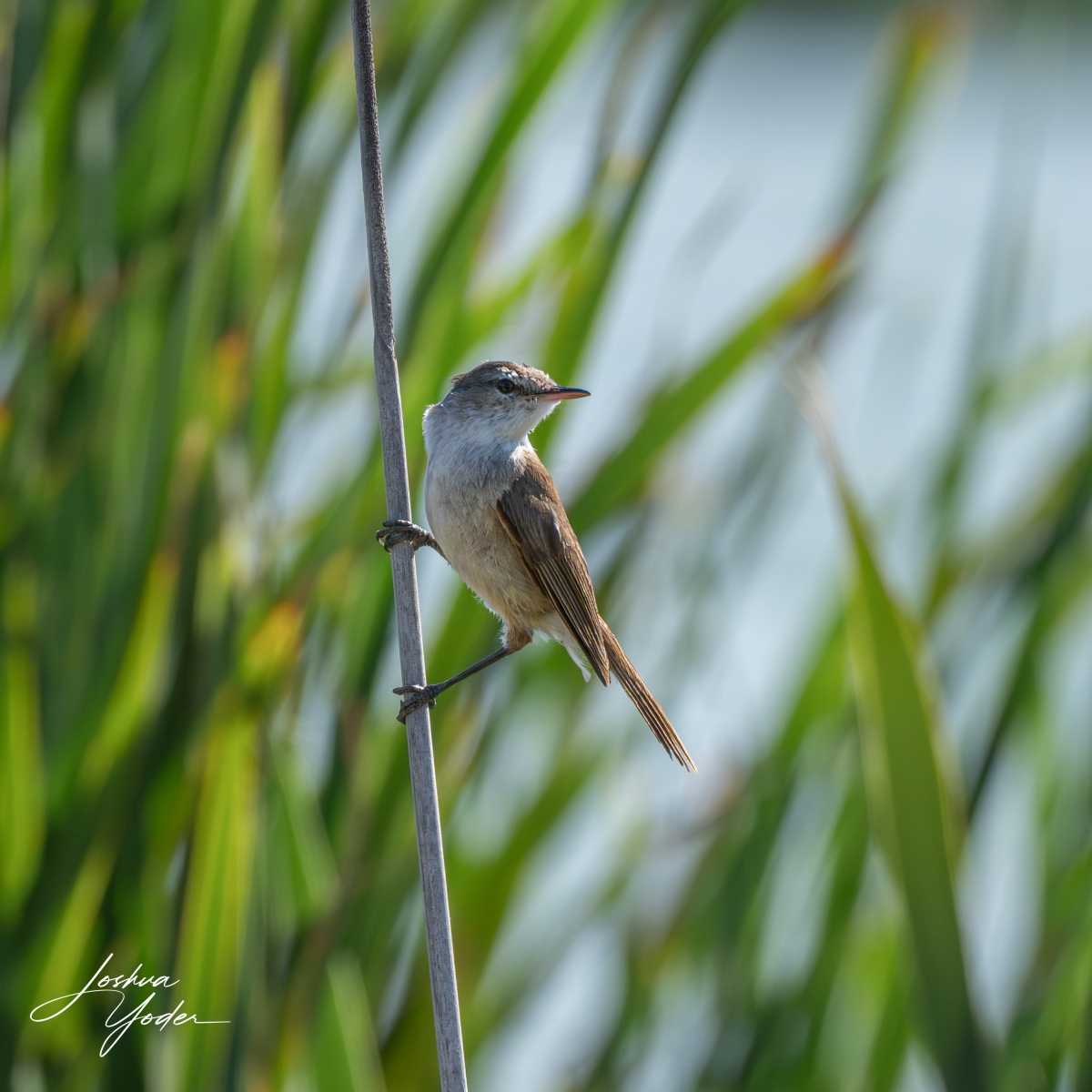 STA0632Capetown7thsocial-media