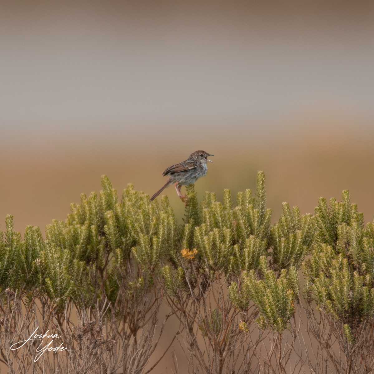 SAF7973Westerncape9thsocial-media