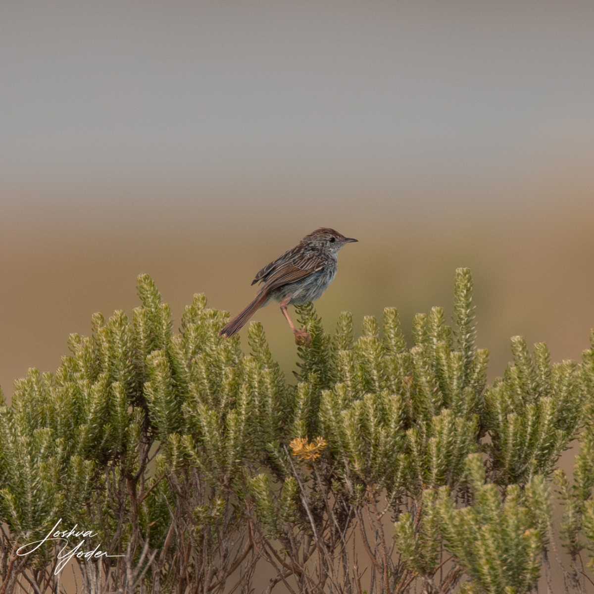 SAF7982Westerncape9thsocial-media