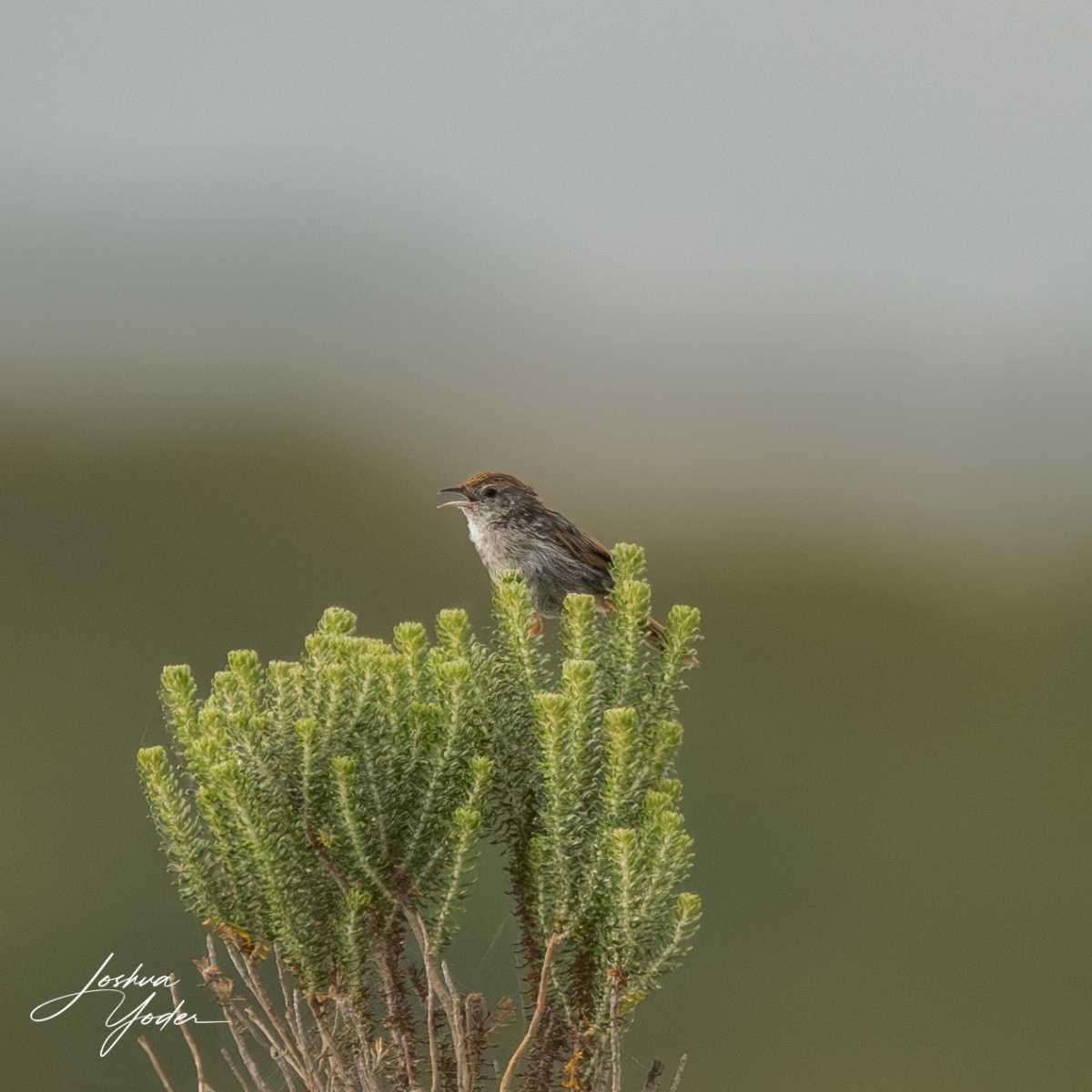 SAF8114Westerncape9thsocial-media