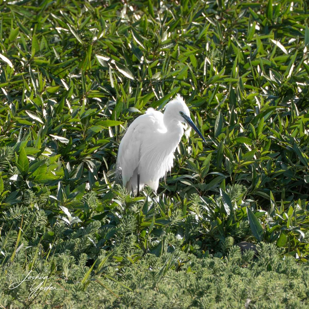 SAF1822Capetown6thsocial-media