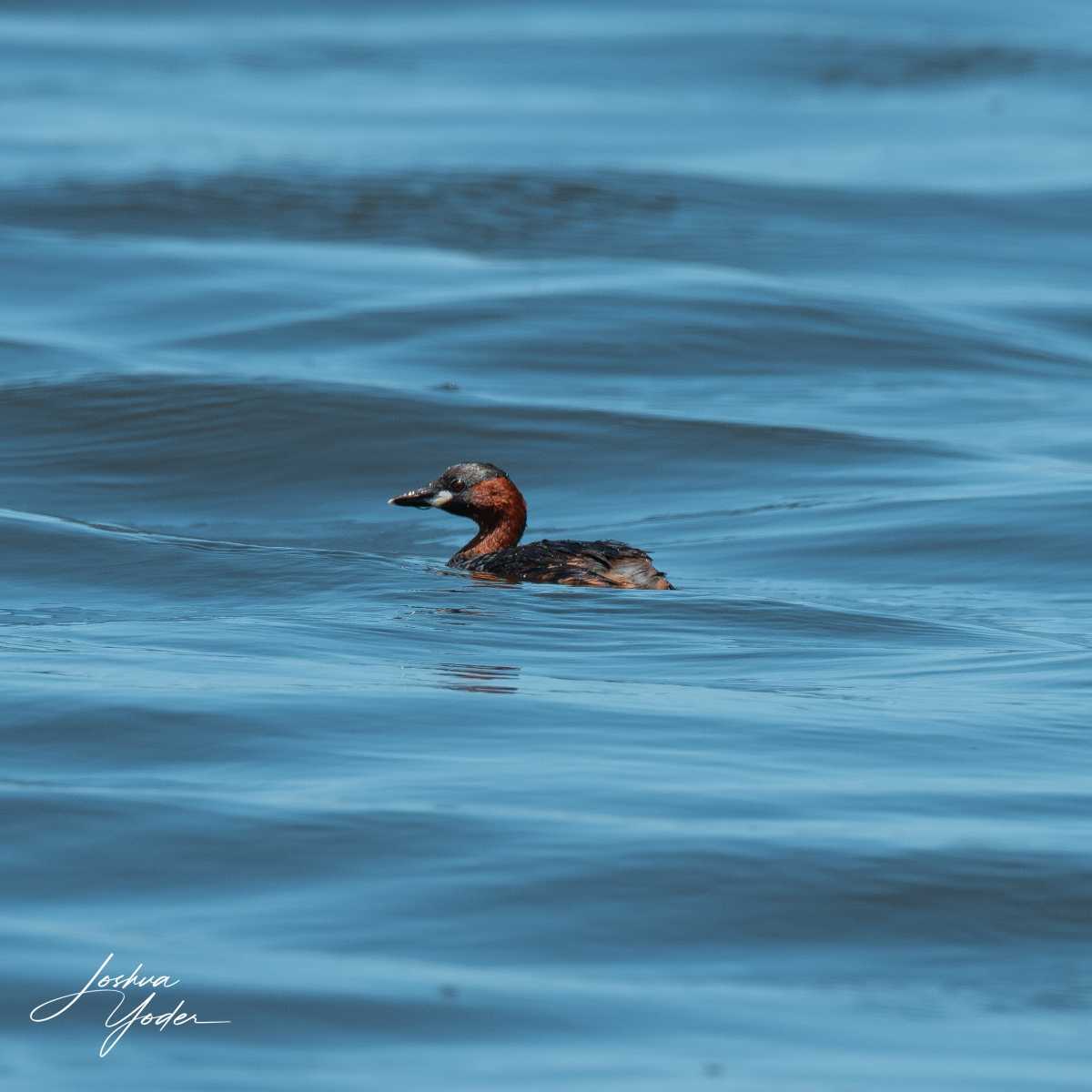 SAF5439Capetown7thsocial-media