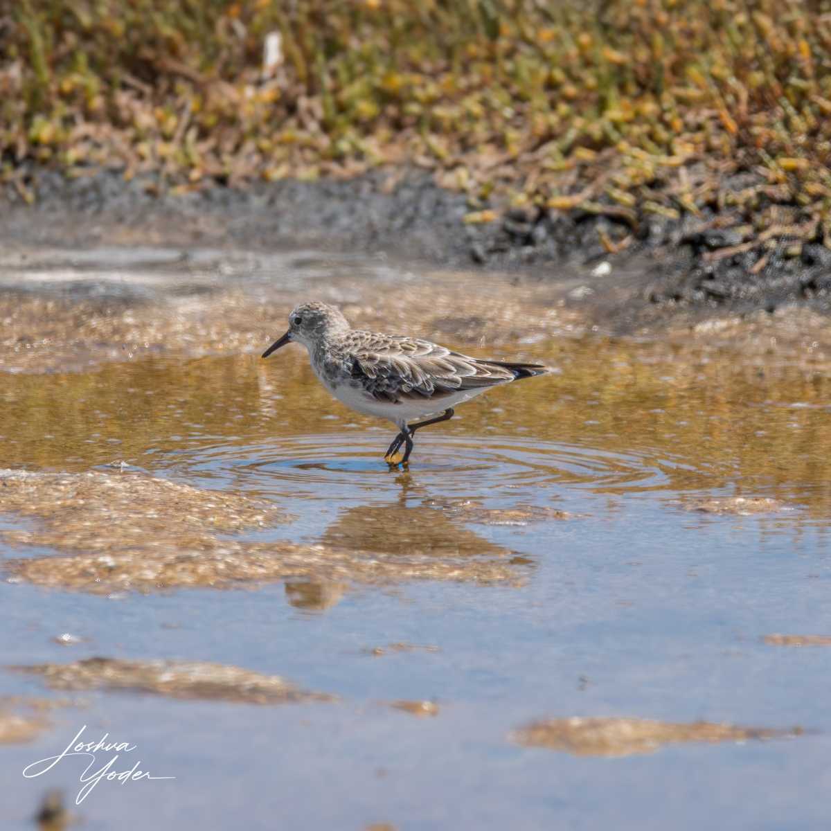 SAF8718Westerncape11thsocial-media