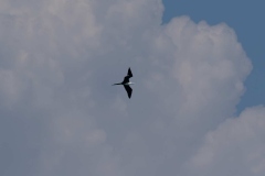 0U4A2311Jamaica2024-CR2_DxO_DeepPRIMEXD