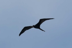 0U4A2854Jamaica2024-CR2_DxO_DeepPRIMEXD