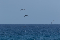 0U4A2879Jamaica2024-CR2_DxO_DeepPRIMEXD