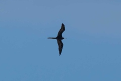 0U4A2907Jamaica2024-CR2_DxO_DeepPRIMEXD