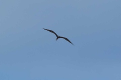 0U4A2914Jamaica2024-CR2_DxO_DeepPRIMEXD