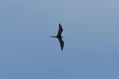 0U4A2918Jamaica2024-CR2_DxO_DeepPRIMEXD