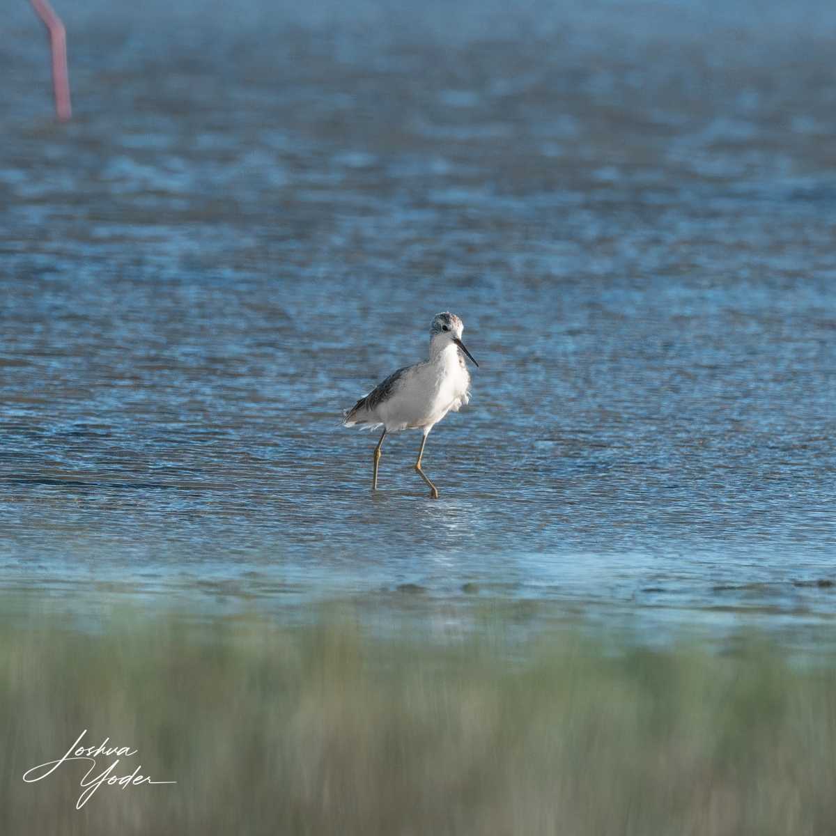 SAF4955Westerncape10th-DxO_DeepPRIME-3social-media