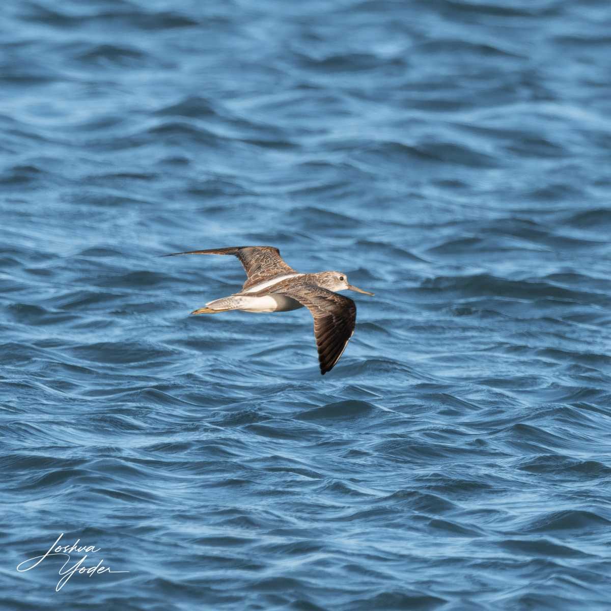 SAF5296Westerncape10th-DxO_DeepPRIME-3social-media