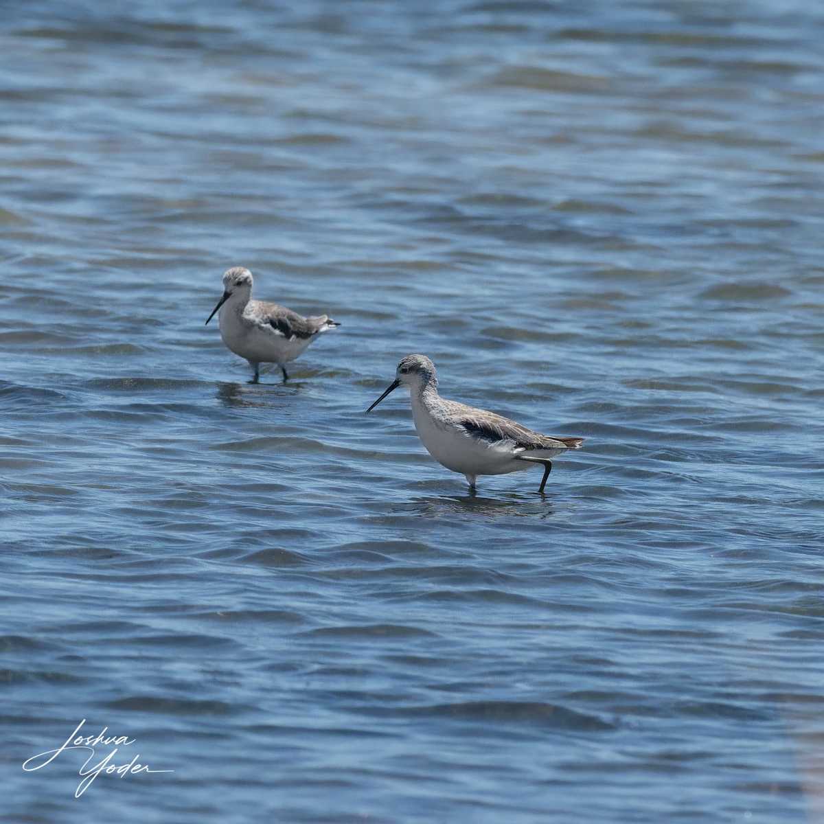 SAF8949Westerncape11th-DxO_DeepPRIME-3social-media