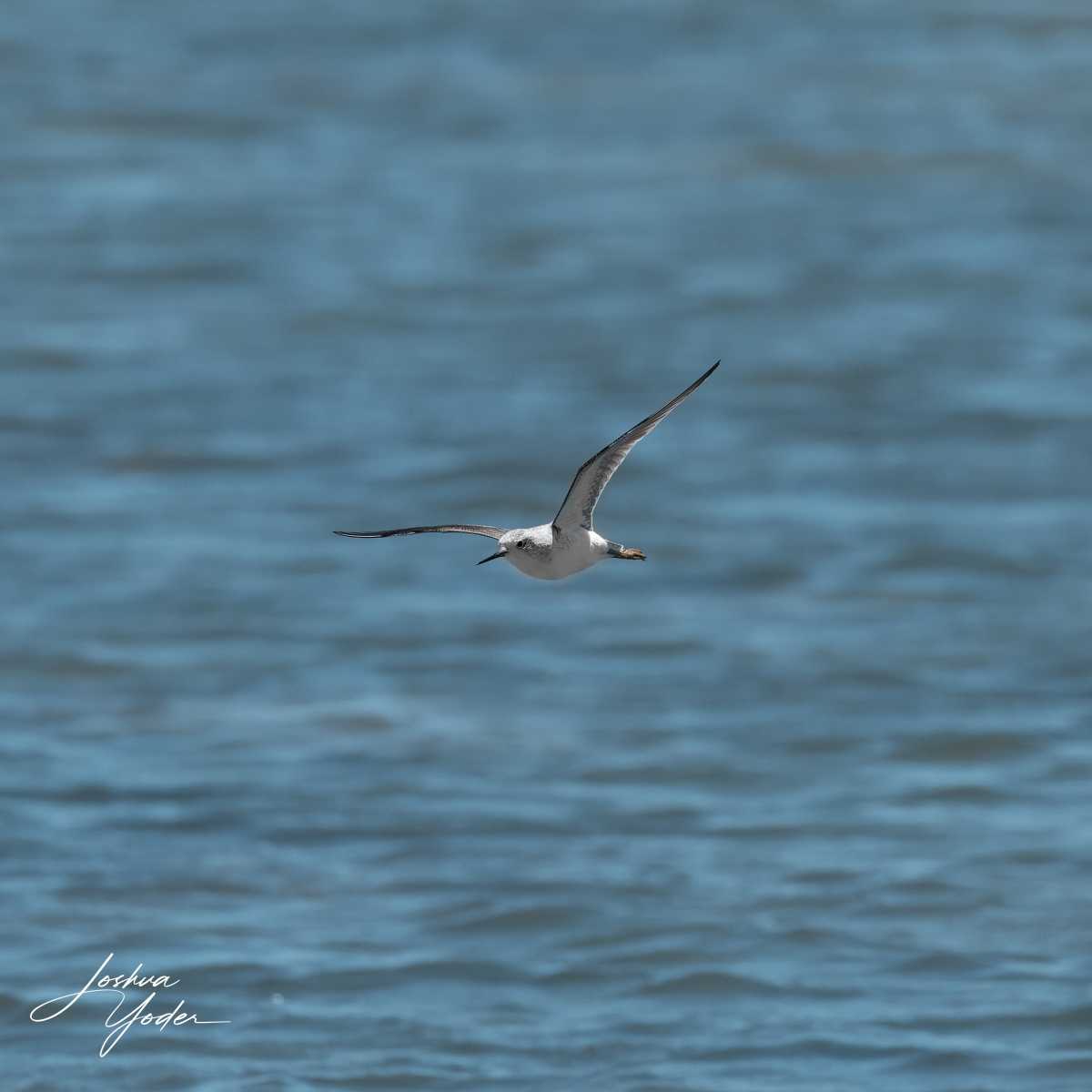 SAF9258Westerncape11th-DxO_DeepPRIME-3social-media