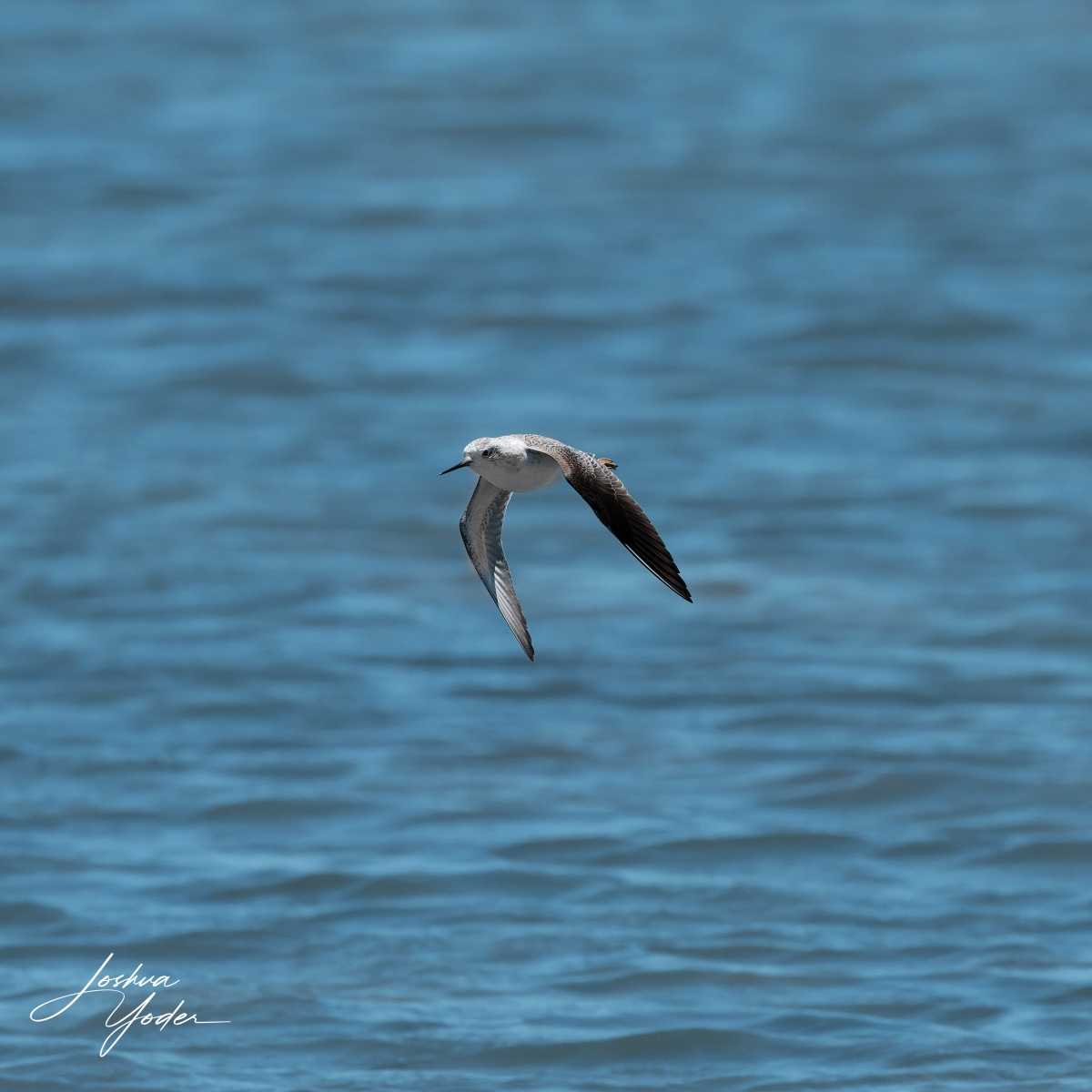 SAF9259Westerncape11th-DxO_DeepPRIME-3social-media