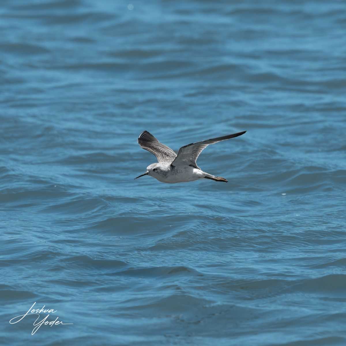 SAF9291Westerncape11th-DxO_DeepPRIME-3social-media