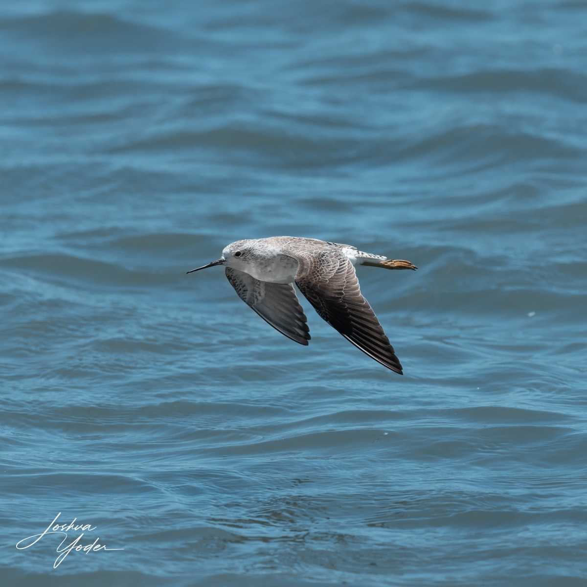 SAF9297Westerncape11th-DxO_DeepPRIME-3social-media